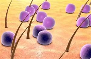 守护我们的朋友——皮肤共生微生物