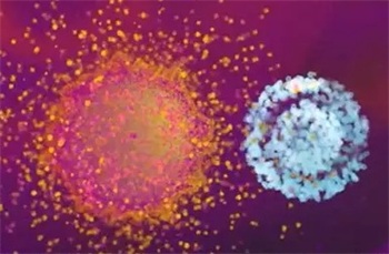 CAR-NK细胞：肿瘤免疫治疗的新锐力量