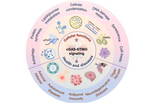 守护与风险：cGAS-STING通路的双重角色